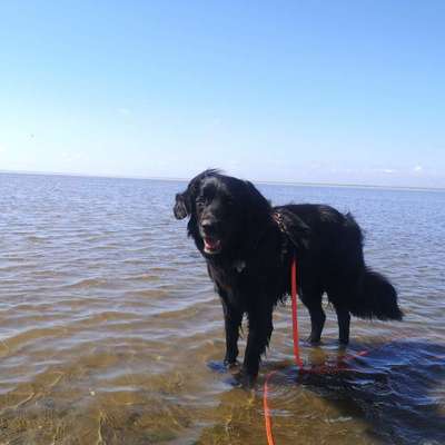 Hundetreffen-Social Walk oder entspannten Spielpartner gesucht-Bild