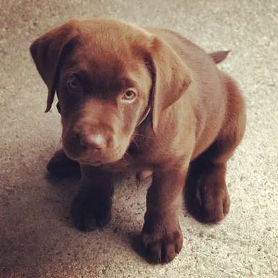 Welpen Bilder !-Beitrag-Bild