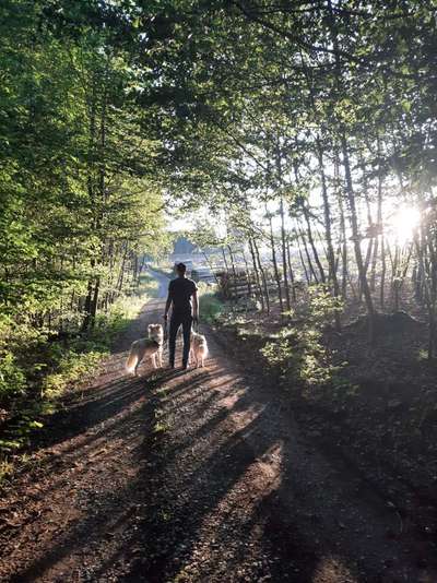 Hundetreffen-Spazieren gehen mit verschiedenen Übungen. Rund um Dörentrup-Bild