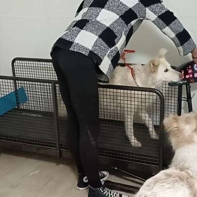 aktuelles Foto Gruppe Reisen mit Hund