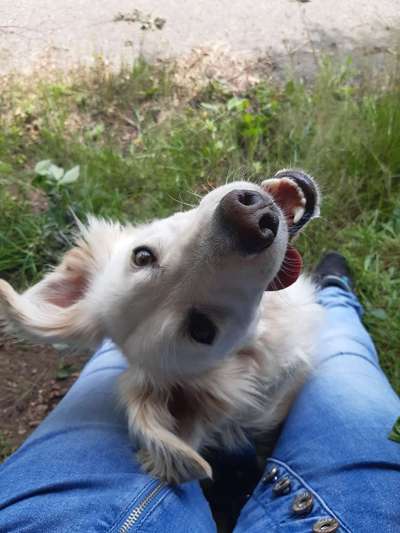 Dogorama Photo Challenge - Hundeblick zum hinschmelzen-Beitrag-Bild