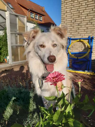 Dogorama Photo Challenge - Hundeblick zum hinschmelzen-Beitrag-Bild