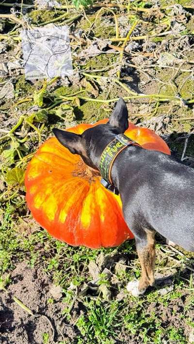 Miniatur Bull Terrier-Beitrag-Bild