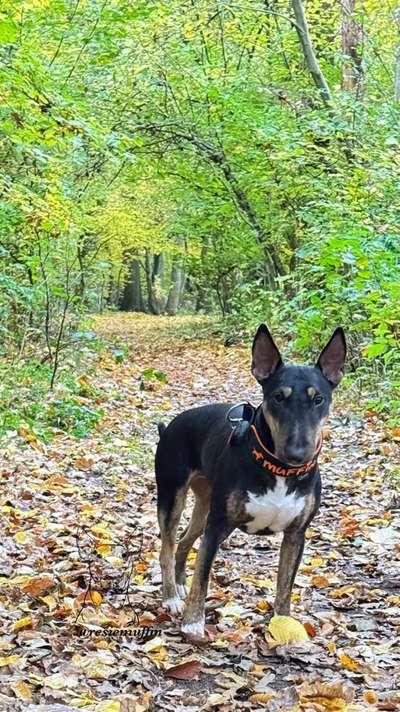 Miniatur Bull Terrier-Beitrag-Bild