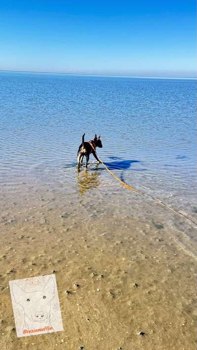 Miniatur Bull Terrier-Beitrag-Bild