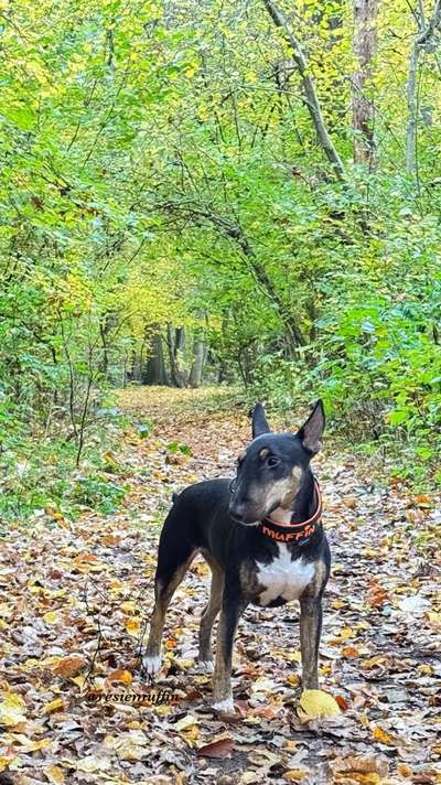 Miniatur Bull Terrier-Beitrag-Bild