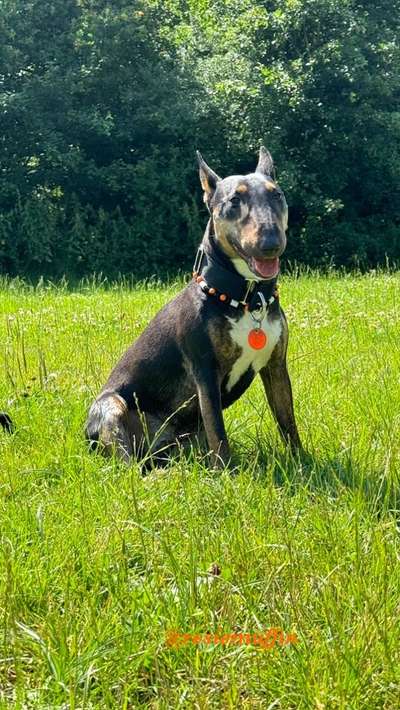 Miniatur Bull Terrier-Beitrag-Bild