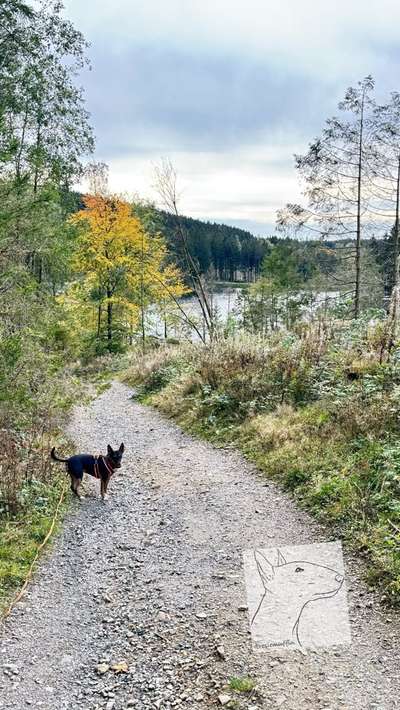 Miniatur Bull Terrier-Beitrag-Bild