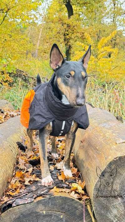 Miniatur Bull Terrier-Beitrag-Bild