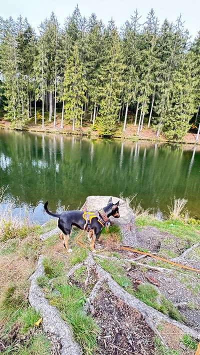 Miniatur Bull Terrier-Beitrag-Bild