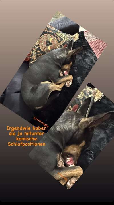 Miniatur Bull Terrier-Beitrag-Bild