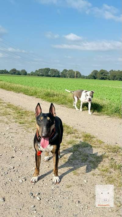 Miniatur Bull Terrier-Beitrag-Bild