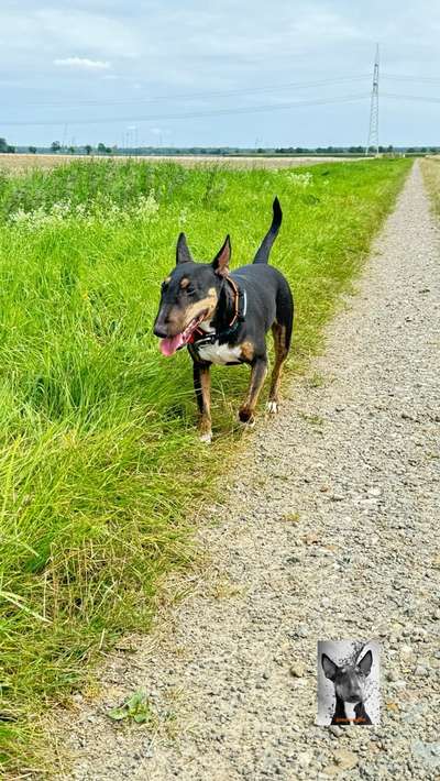 Miniatur Bull Terrier-Beitrag-Bild