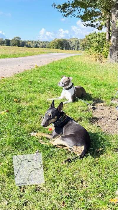 Miniatur Bull Terrier-Beitrag-Bild