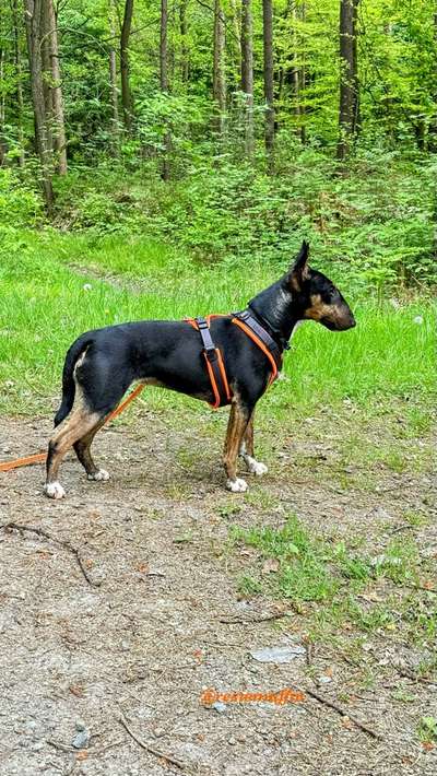 Miniatur Bull Terrier-Beitrag-Bild