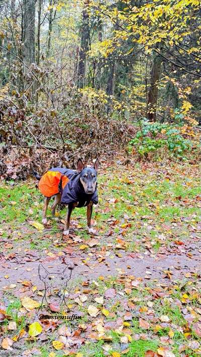 Miniatur Bull Terrier-Beitrag-Bild