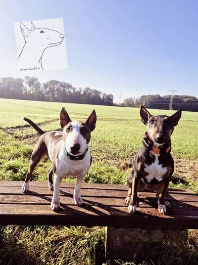 Miniatur Bull Terrier-Beitrag-Bild