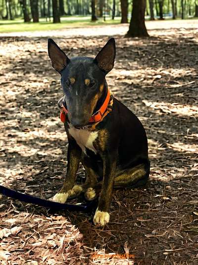 Miniatur Bull Terrier-Beitrag-Bild