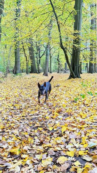 Miniatur Bull Terrier-Beitrag-Bild