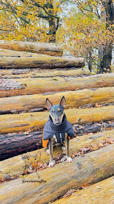 Miniatur Bull Terrier-Beitrag-Bild