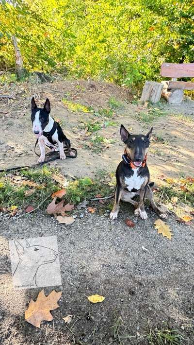 Miniatur Bull Terrier-Beitrag-Bild