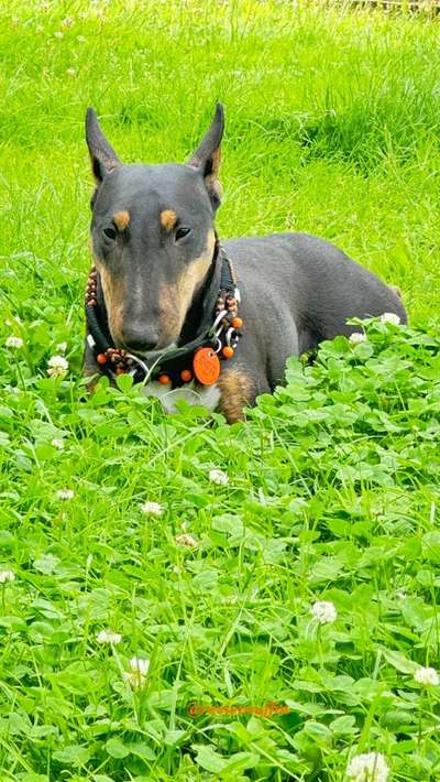 Miniatur Bull Terrier-Beitrag-Bild