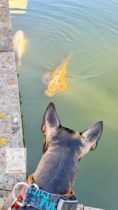 Miniatur Bull Terrier-Beitrag-Bild