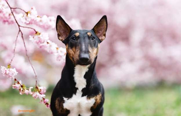 Miniatur Bull Terrier-Beitrag-Bild