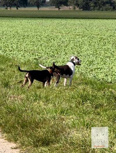 Miniatur Bull Terrier-Beitrag-Bild