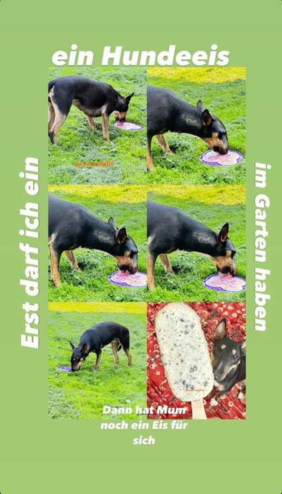 Miniatur Bull Terrier-Beitrag-Bild