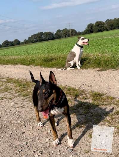 Miniatur Bull Terrier-Beitrag-Bild