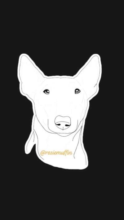 Miniatur Bull Terrier-Beitrag-Bild