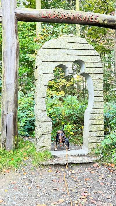 Miniatur Bull Terrier-Beitrag-Bild