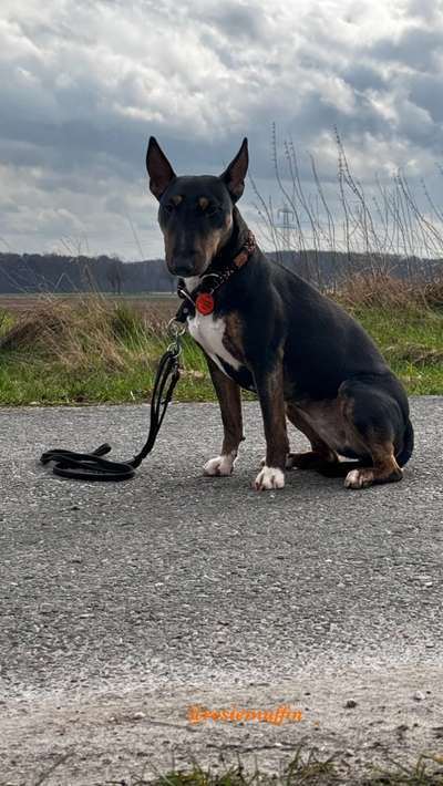 Miniatur Bull Terrier-Beitrag-Bild