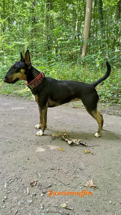 Miniatur Bull Terrier-Beitrag-Bild