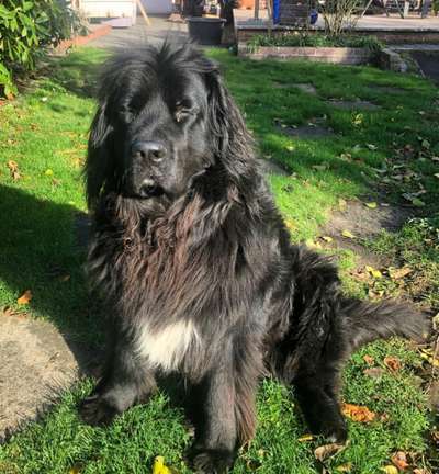 Die Dogorama-Wochen-Challenge "Die schönste Grimasse"-Beitrag-Bild