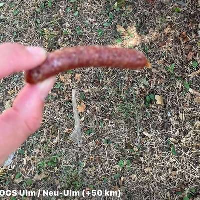 Giftköder-Würste mit kleinen Nadeln-Bild