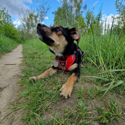 Hundetreffen-Gemeinsame Gassirunden junghunde-Bild