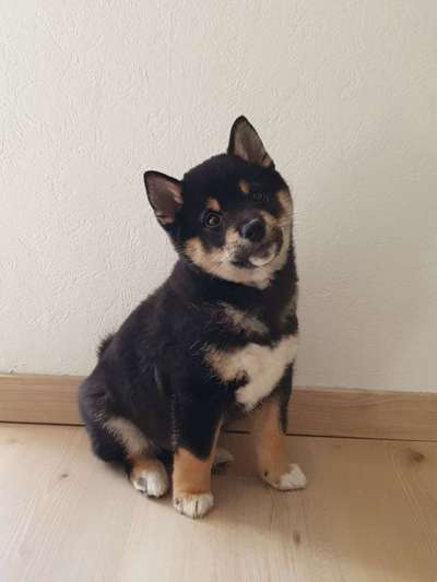 Welpen Bilder !-Beitrag-Bild