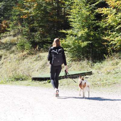 Hundetreffen-Fotos von Hunden auf Spendenbasis-Profilbild