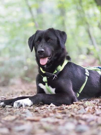 Hundetreffen-Hundebegegnungen-Bild
