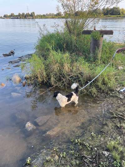 Hundetreffen-Gemeinsames Gassi gehen im Marinaviertel-Bild