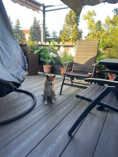 Shiba - Eltern-Beitrag-Bild