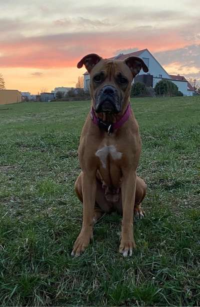 Rhodesian Ridgeback-Beitrag-Bild