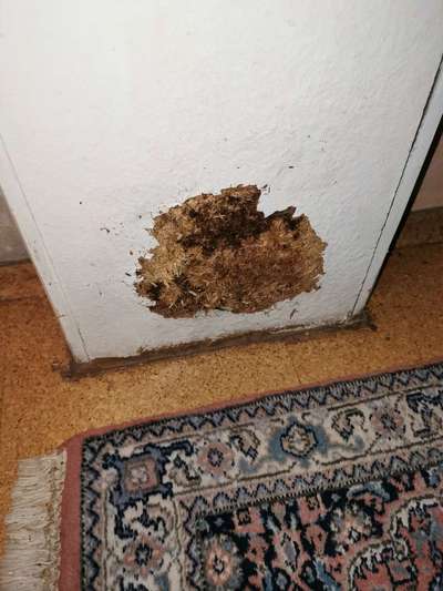 Was haben eure Hunde schon gefressen oder zerstört ?-Beitrag-Bild