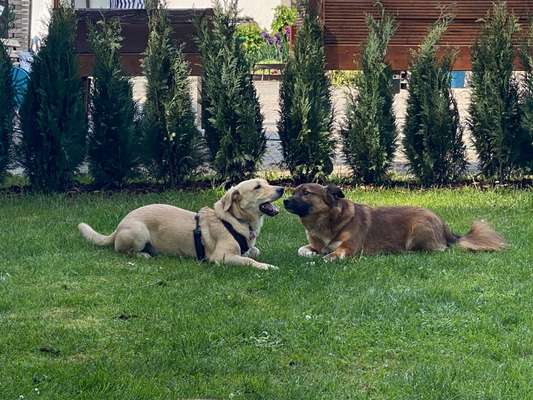 Hundetreffen-Nacho sucht Spaziergehfreunde-Bild