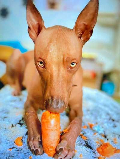 Dogorama Photo Challenge - Hundeblick zum hinschmelzen-Beitrag-Bild