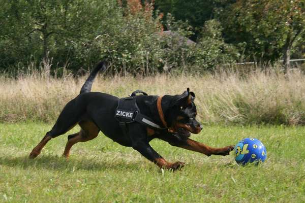 Die Dogorama Kalender Challenge Titelbild-Beitrag-Bild