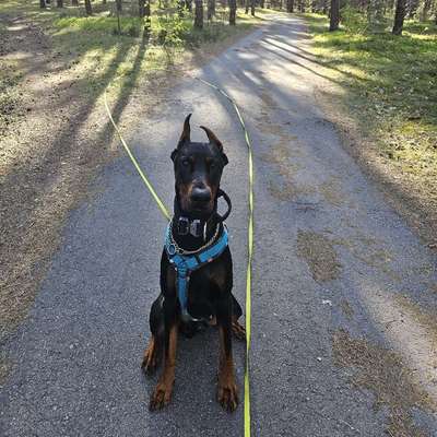 Hundetreffen-Gemeinsam spazieren gehen, spielen, trainieren-Bild