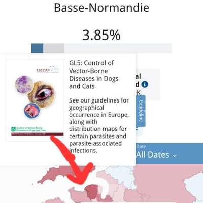 Schutz gegen Leishmaniose/ Katzenverträglich?-Beitrag-Bild